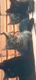 não sei informar o nome deles