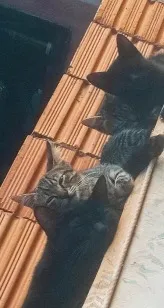 Gato raça SRD-ViraLata idade 7 a 11 meses nome não sei informar o nome deles