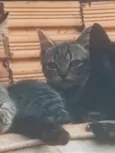 não sei informar o nome deles