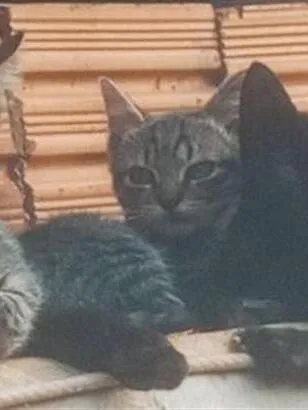 Gato raça SRD-ViraLata idade 7 a 11 meses nome não sei informar o nome deles