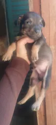 Machinho 3