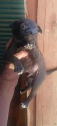 Machinho 4