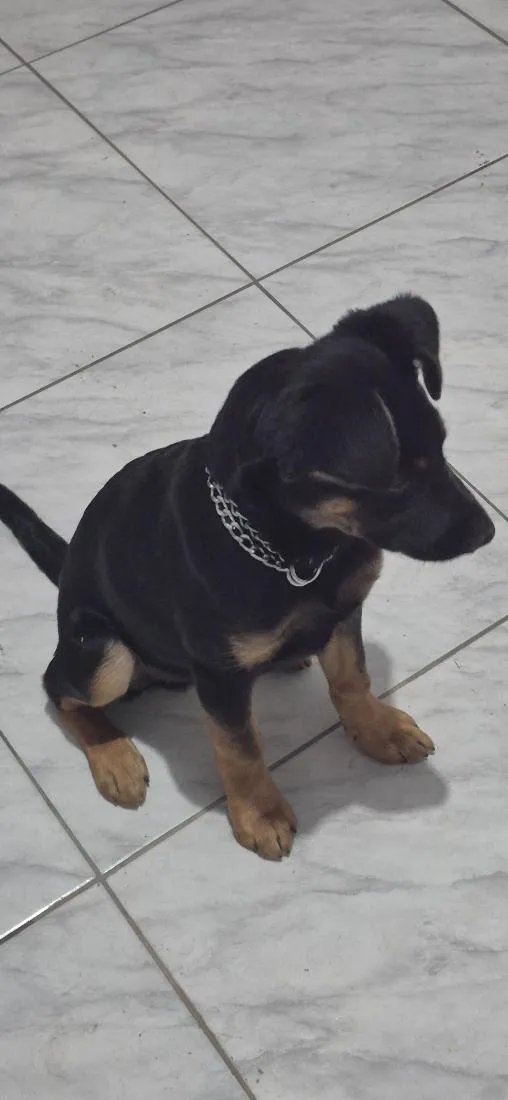 Cachorro raça SRD-ViraLata idade 1 ano nome Barão