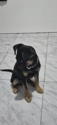 Barão