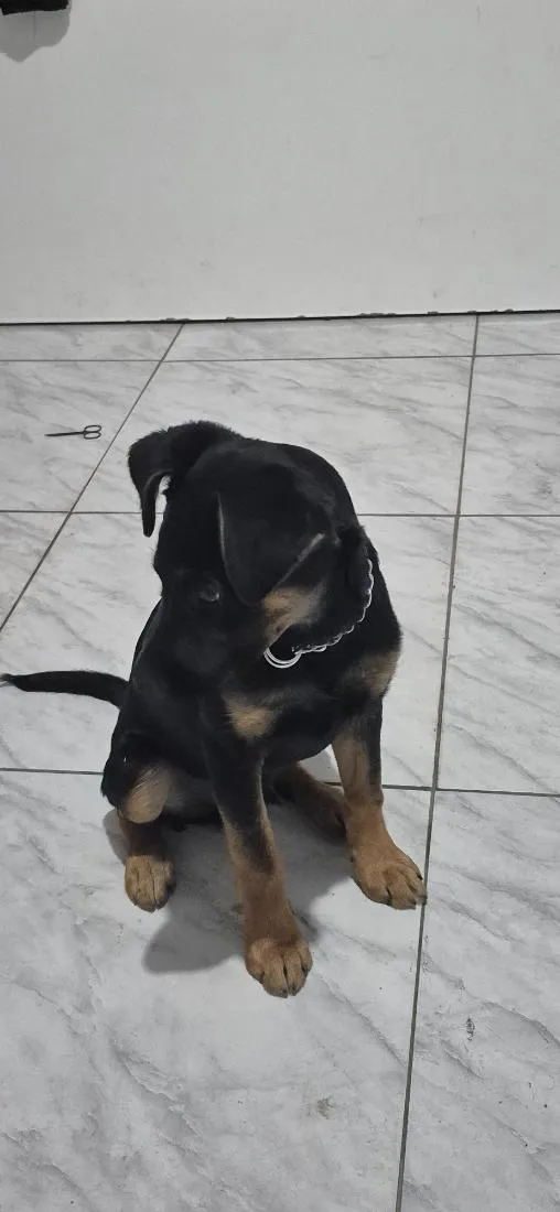 Cachorro raça SRD-ViraLata idade 1 ano nome Barão