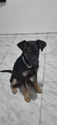 Barão