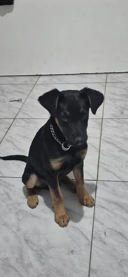Cachorro raça SRD-ViraLata idade 1 ano nome Barão