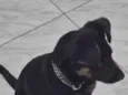Barão