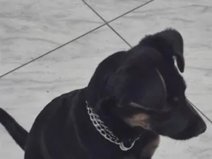 Cachorro raça SRD-ViraLata idade 1 ano nome Barão