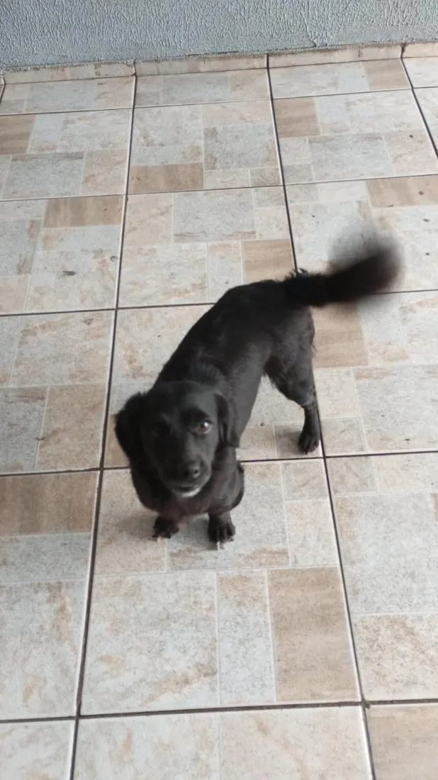 Cachorro raça SRD-ViraLata idade 4 anos nome Nina