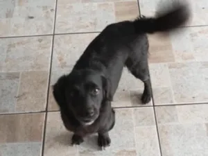 Cachorro raça SRD-ViraLata idade 4 anos nome Nina