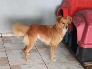 Cachorro raça SRD-ViraLata idade 4 anos nome Rita