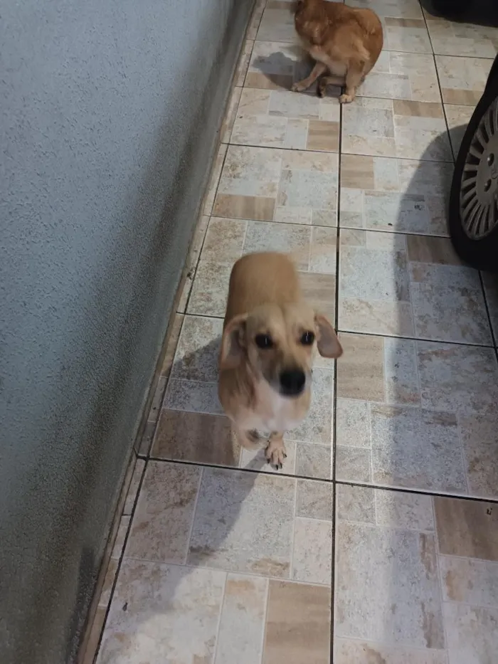 Cachorro raça SRD-ViraLata idade 4 anos nome Pandora