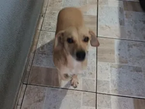 Cachorro raça SRD-ViraLata idade 4 anos nome Pandora