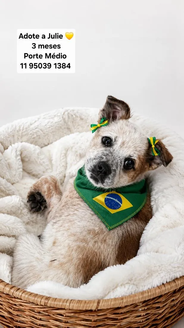 Cachorro raça SRD-ViraLata idade 2 a 6 meses nome Julie
