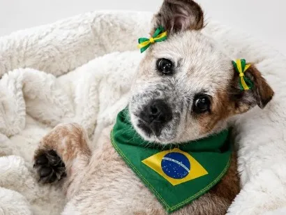 Cachorro raça SRD-ViraLata idade 2 a 6 meses nome Julie