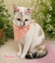 Raissa