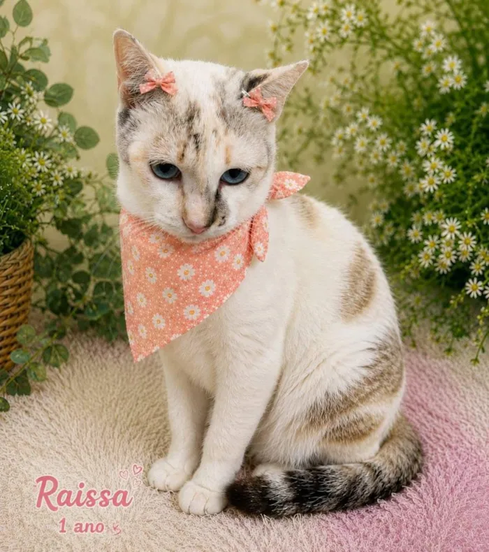 Gato raça SRD-ViraLata idade 1 ano nome Raissa