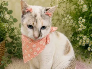Gato raça SRD-ViraLata idade 1 ano nome Raissa