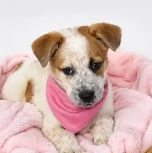 Cachorro raça SRD-ViraLata idade 2 a 6 meses nome Malu