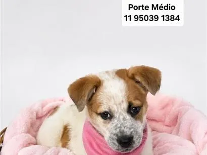 Cachorro raça SRD-ViraLata idade 2 a 6 meses nome Malu