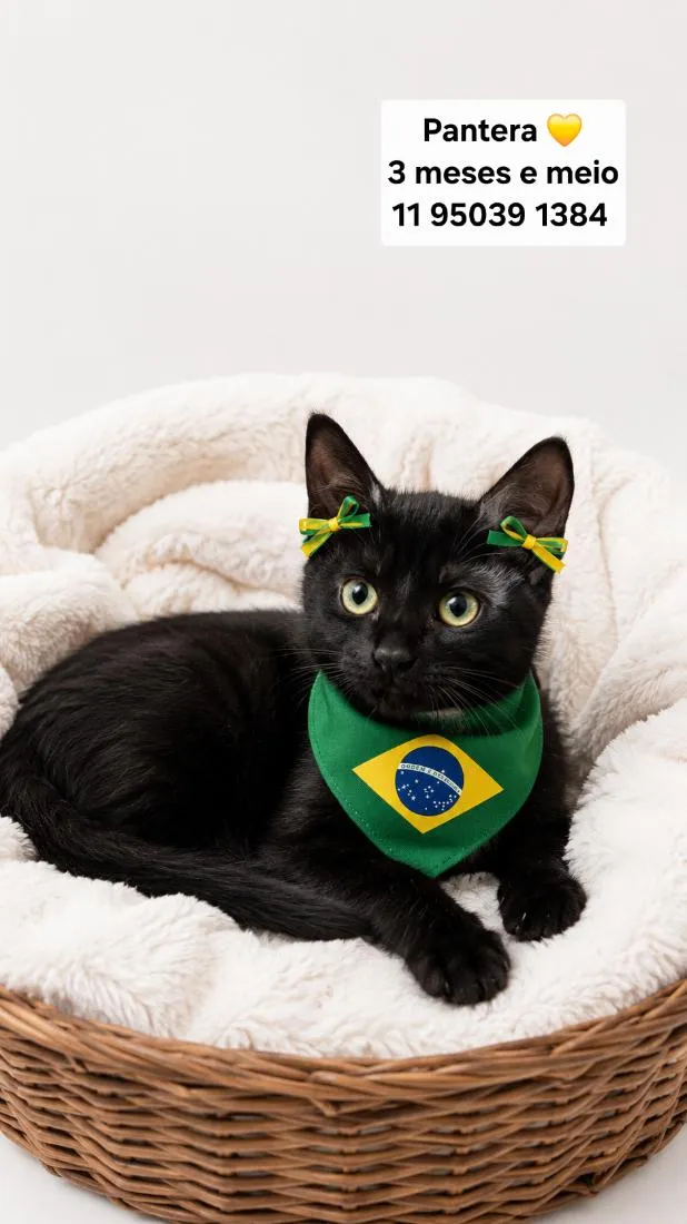 Gato raça SRD-ViraLata idade 2 a 6 meses nome Pantera