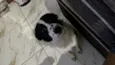 Ella