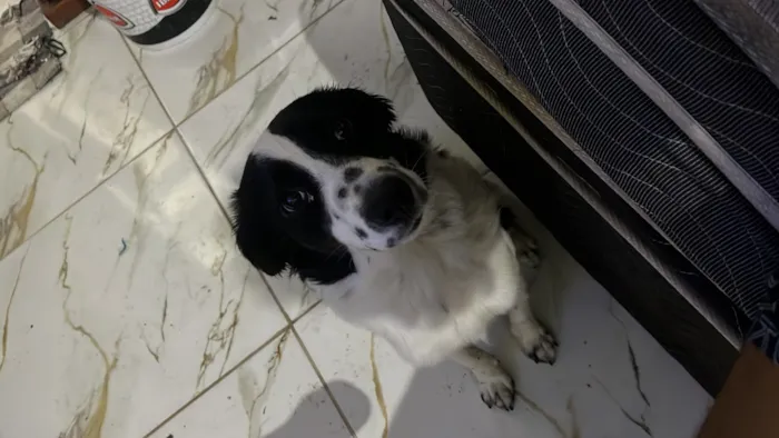 Cachorro raça SRD-ViraLata idade 7 a 11 meses nome Ella