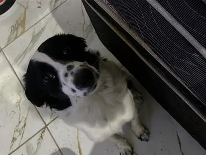 Cachorro raça SRD-ViraLata idade 7 a 11 meses nome Ella