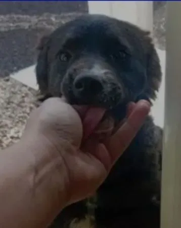Cachorro raça SRD-ViraLata idade 2 a 6 meses nome Amora