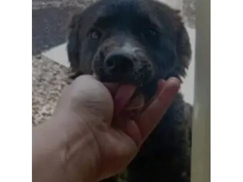Cachorro raça SRD-ViraLata idade 2 a 6 meses nome Amora