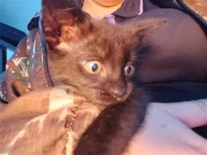 Gato raça SRD-ViraLata idade 2 a 6 meses nome kira