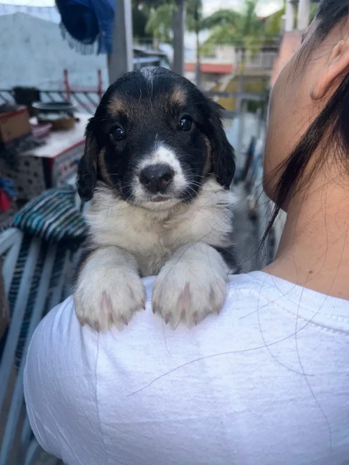 Cachorro raça SRD-ViraLata idade Abaixo de 2 meses nome Mel