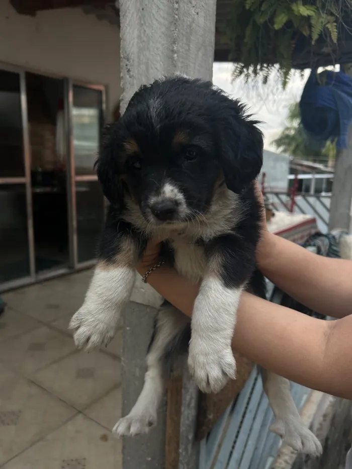 Cachorro raça SRD-ViraLata idade Abaixo de 2 meses nome Mel