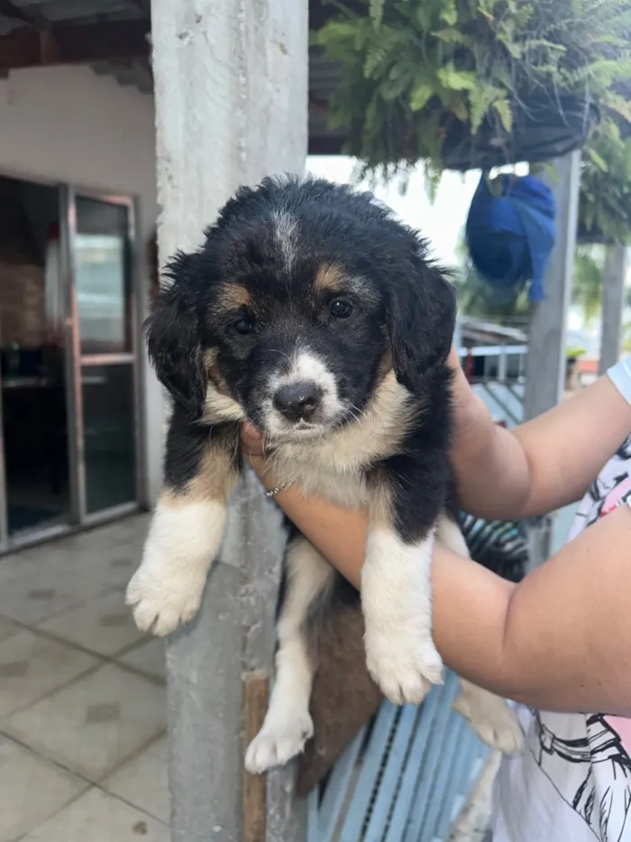 Cachorro raça SRD-ViraLata idade Abaixo de 2 meses nome Mel