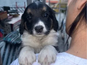 Cachorro raça SRD-ViraLata idade Abaixo de 2 meses nome Mel