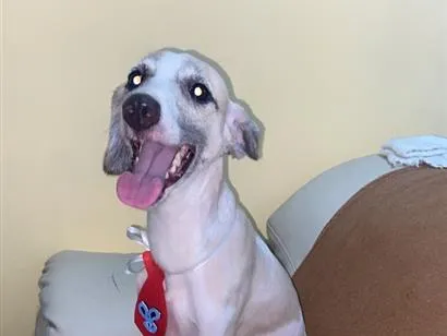 Cachorro raça SRD-ViraLata idade 2 anos nome Kyara
