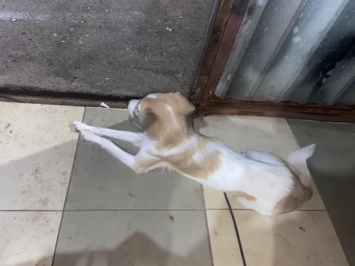Cachorro raça SRD-ViraLata idade 2 anos nome Kyara