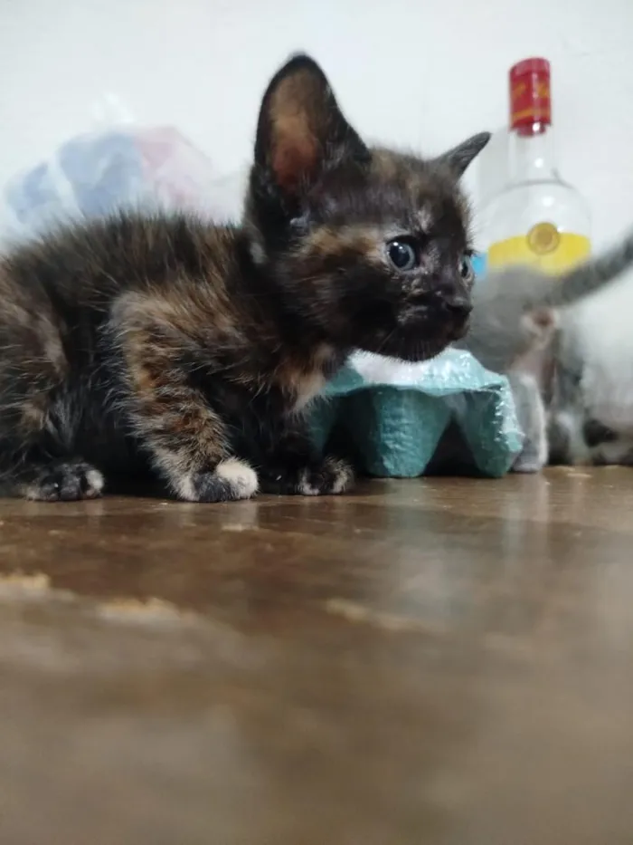 Gato raça SRD-ViraLata idade Abaixo de 2 meses nome marrie,branquinha