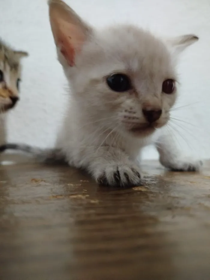 Gato raça SRD-ViraLata idade Abaixo de 2 meses nome marrie,branquinha