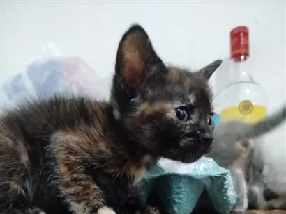 Gato raça SRD-ViraLata idade Abaixo de 2 meses nome marrie,branquinha
