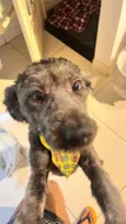 bob