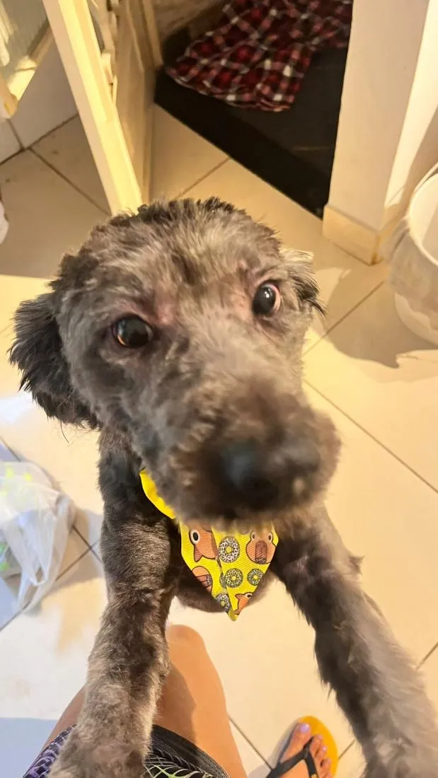 Cachorro raça Poodle idade 1 ano nome bob