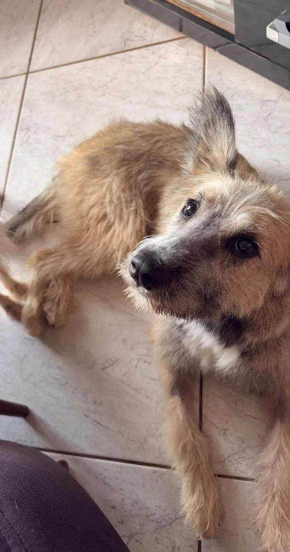 Cachorro raça SRD-ViraLata idade 1 ano nome Diana