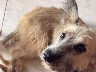 Cachorro raça SRD-ViraLata idade 1 ano nome Diana