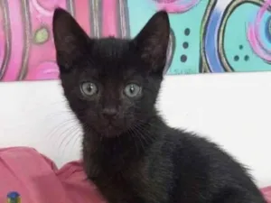 Gato raça SRD-ViraLata idade 2 a 6 meses nome ZIGGY