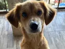 Cachorro raça SRD-ViraLata idade 1 ano nome Lora