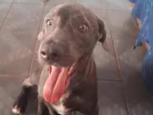 Cachorro raça SRD-ViraLata idade 1 ano nome salsicha 