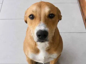 Cachorro raça SRD-ViraLata idade 2 a 6 meses nome Neguinha