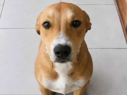 Cachorro raça SRD-ViraLata idade 2 a 6 meses nome Neguinha